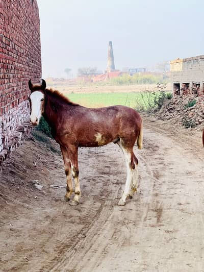 zula seyal dgady wala k bacha