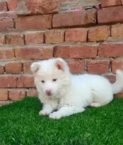 Russian dong healthy and active