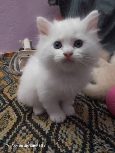 Persian kitten male