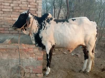 Janwar for qurbani in Muzaffargarh