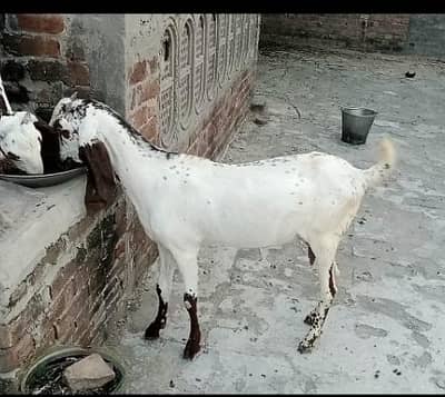 dehse bkre hai mehki cheeni one mahnt ki caras hoi hai achy bareedr sy