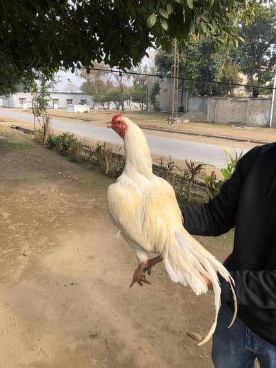 hera fertile egg top quality