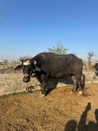 Bhaina and bhains, male buffalo and water buffalo for sale in Model t
