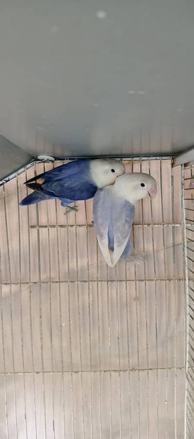 love birds young breeder pairs