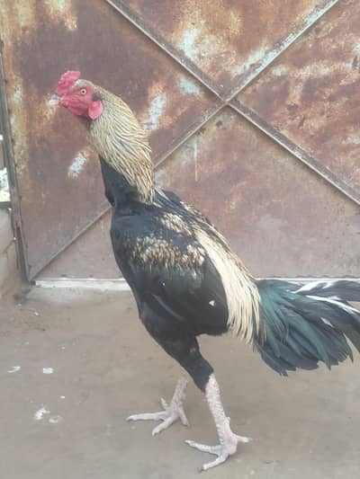 black Java black Ande best quality