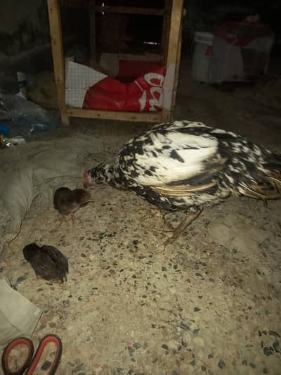 aseel hen with two aseel chicks