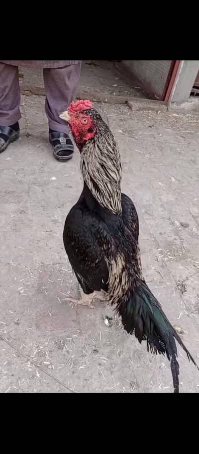 aseel Java Murga For sale