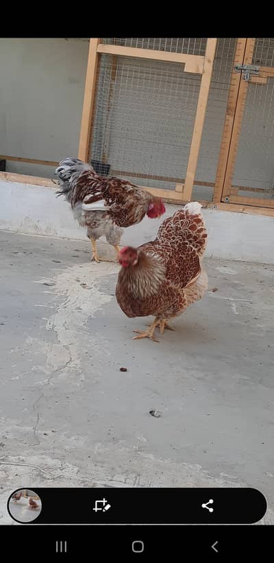 splash laced Wyandotte pair