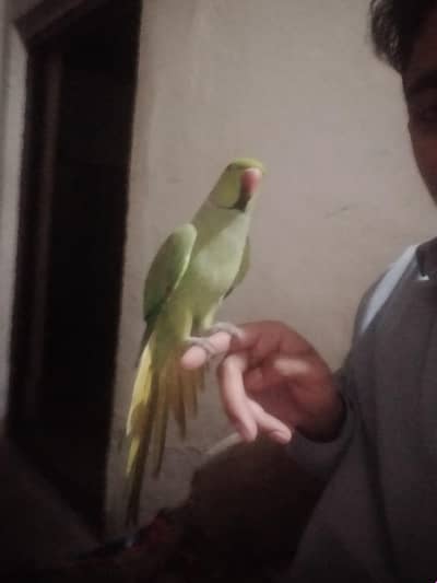 hand tame male 03127093372