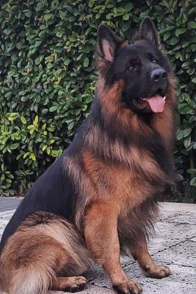 Pure German Shepherd Heavy Long Coat for Sale