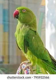 Sindhi talking parrot for sale: 0313 8150069