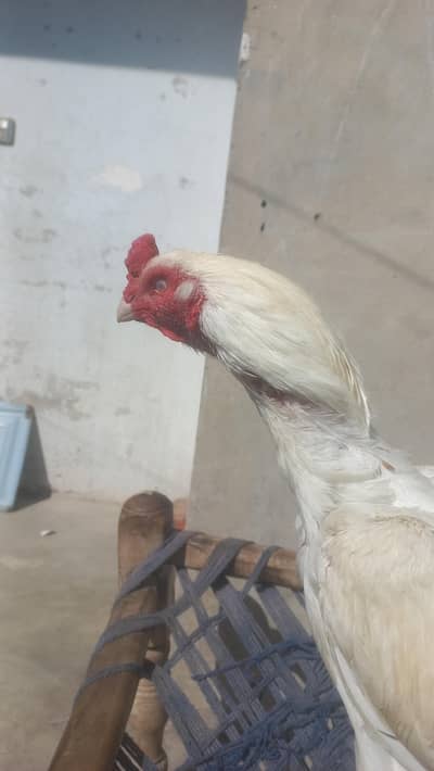 white colour murga .