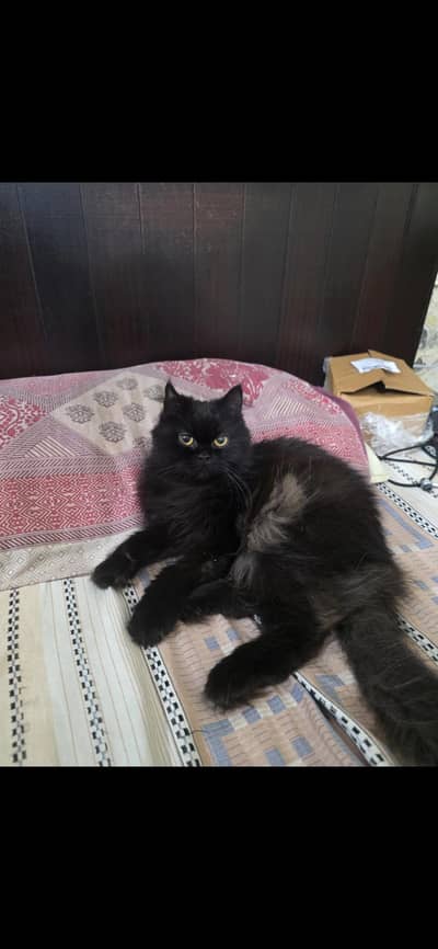 Persian cats 11 months old