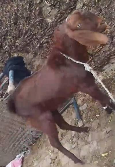 tadi Bakra for sale contact WhatsApp 0 323 2154780