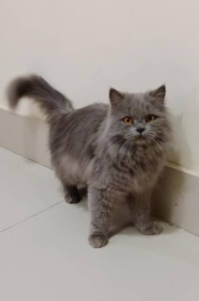 Grey Female Pershian Tripple coat Full tammed Cat Forsale Bahawalpur