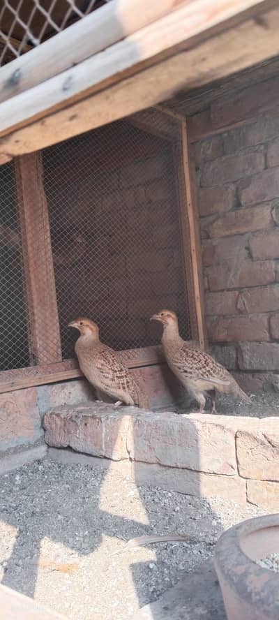 Irani teetar breeder pair