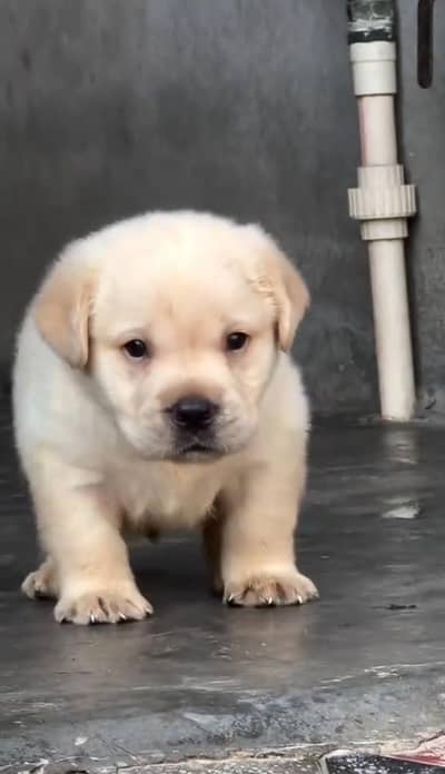 labrador puppy for sale 0306=0097784