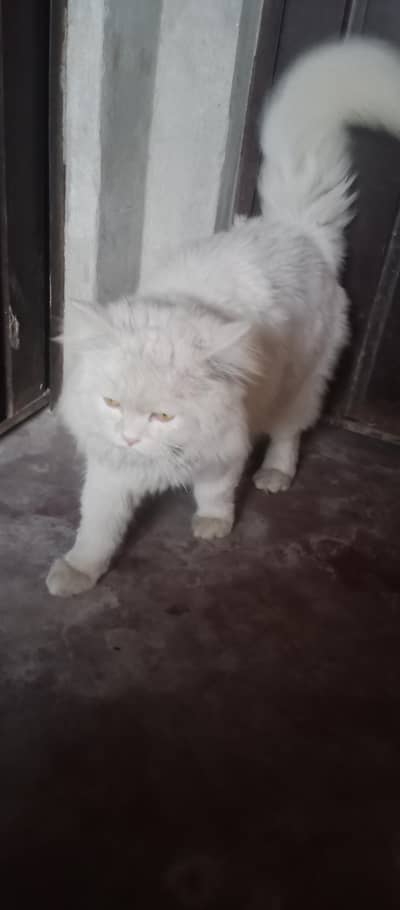 Persian Male cat for Sale. Only WhatsApp number 03468556940