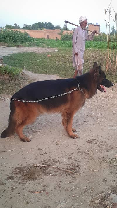 03327652755 Long Coat German Shepherd Male