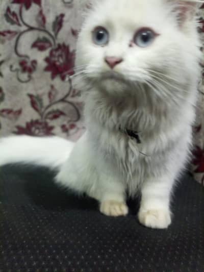 Persian kitten blue eyes teriple coats