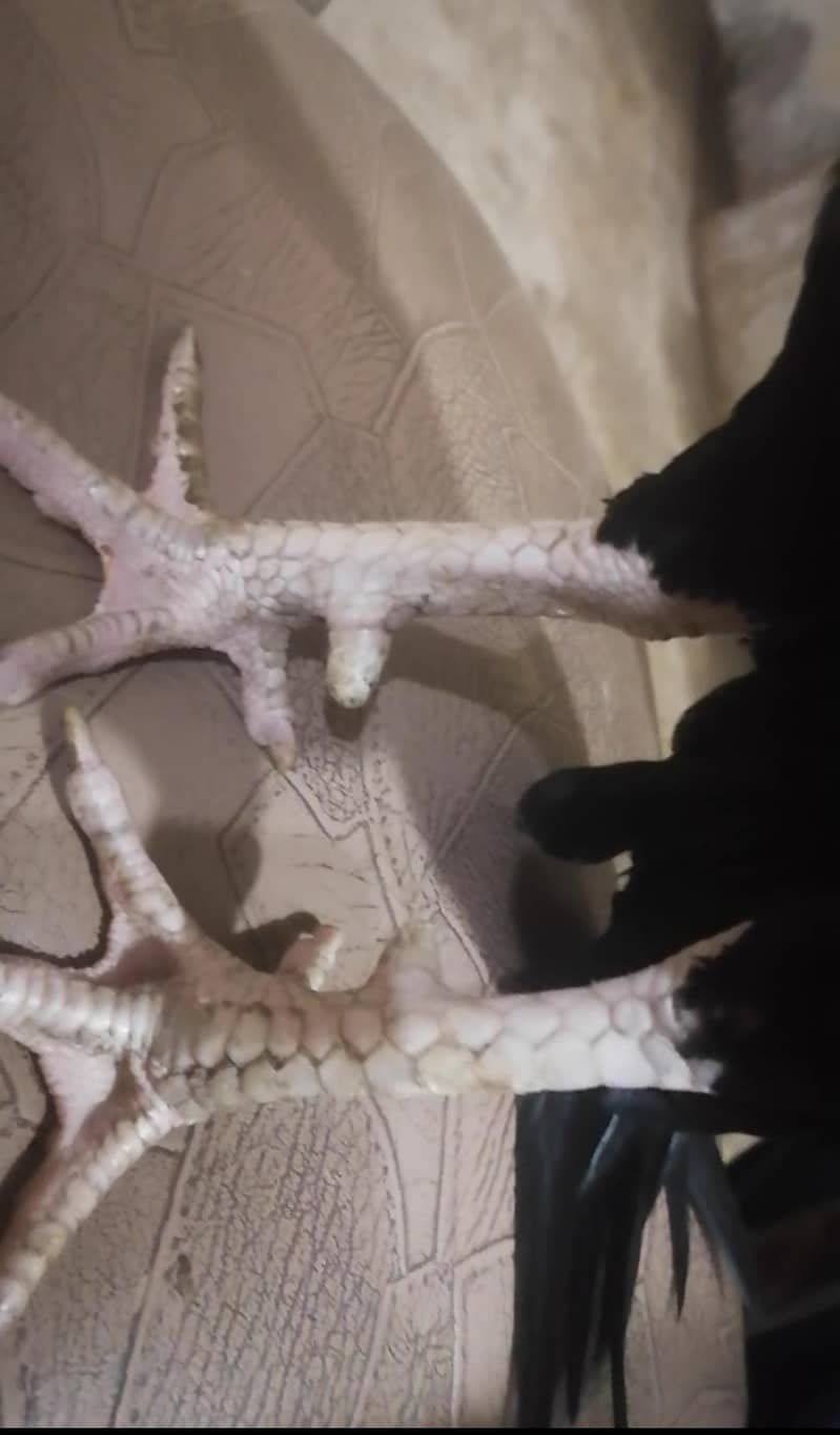 high qualitt patha 1