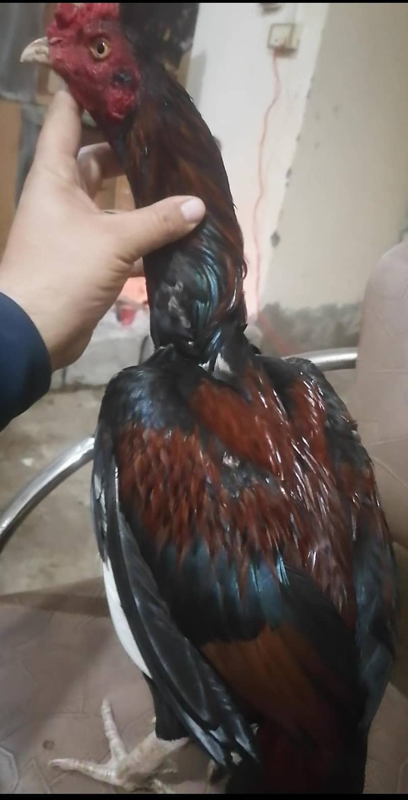 high qualitt patha 2