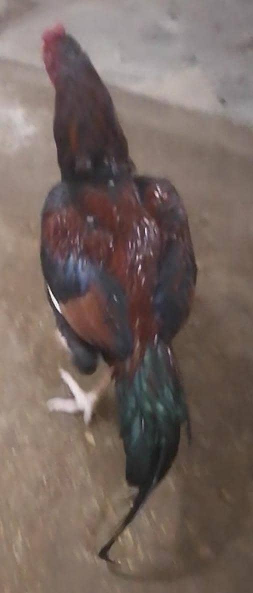 high qualitt patha 3