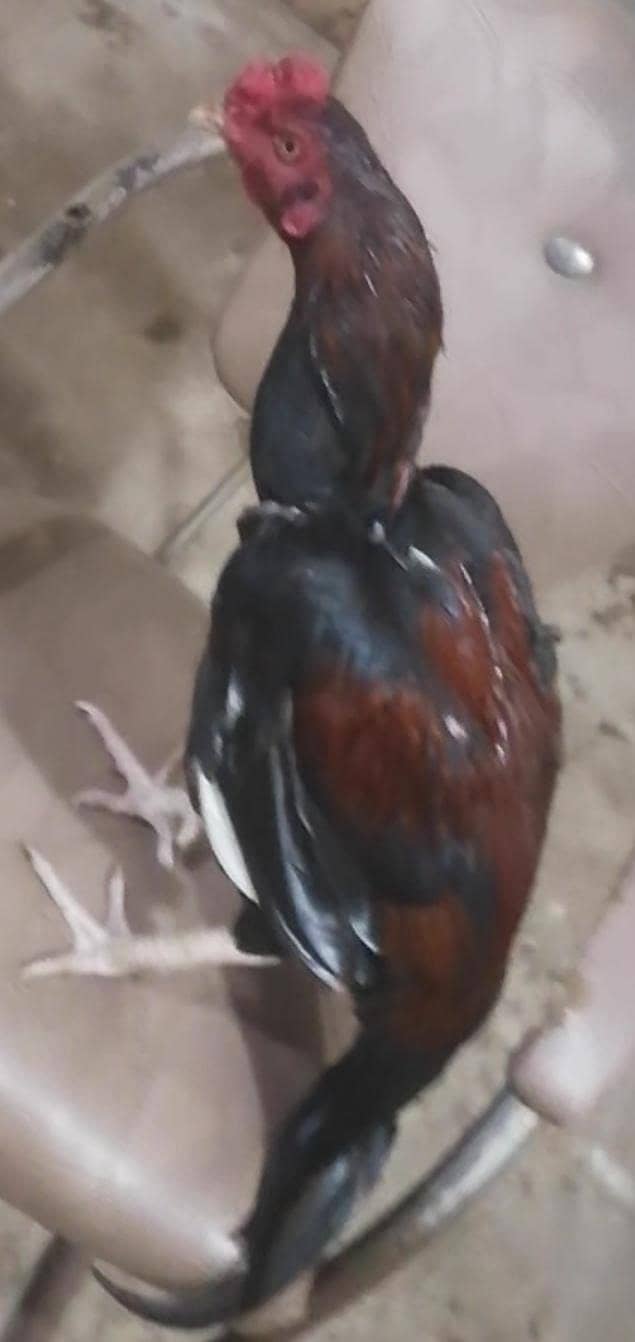 high qualitt patha 4