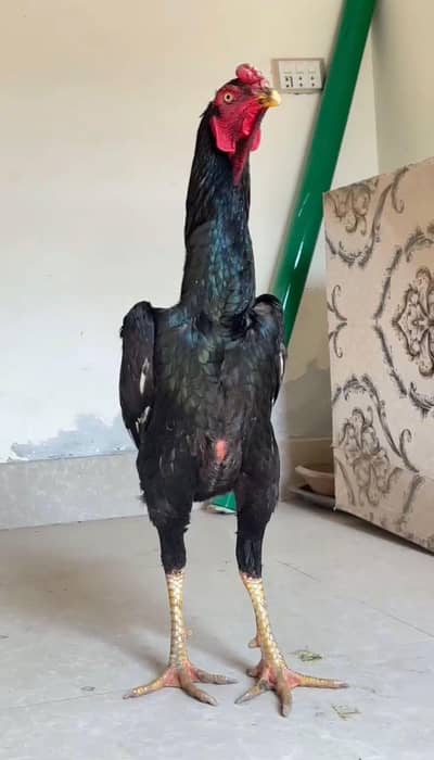 German Shamoo Black Lakha Chicks Available