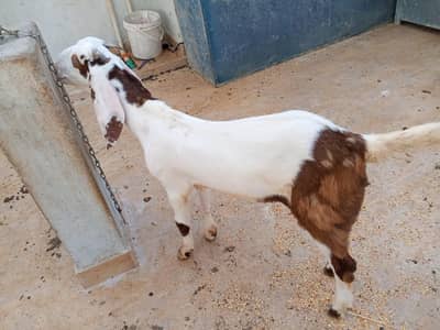 bakra