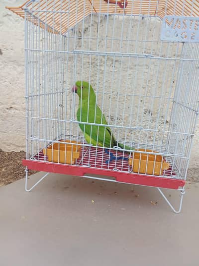 Parrot