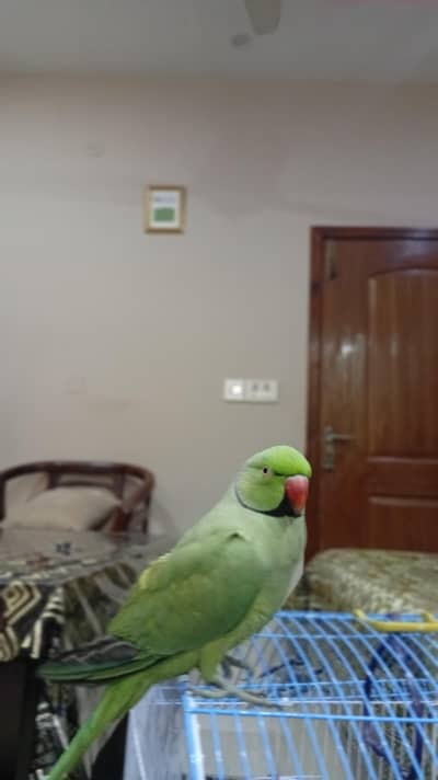 urgent hand tame talking parrot