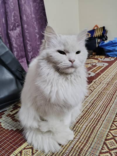 Persian cat for Sale