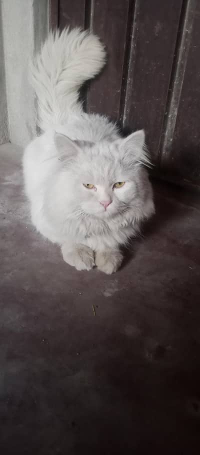 Persian Male cat for Sale. Only WhatsApp number 03468556940