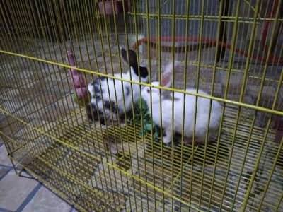 Rabbit available for Sale