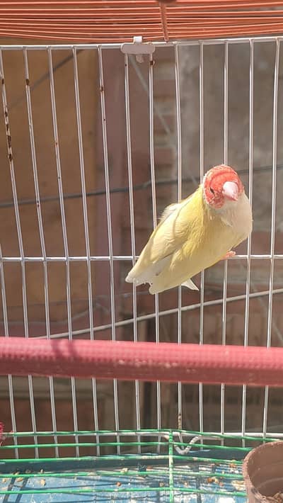yellow make male available