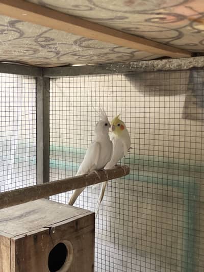 Cocktail breeder pair for sale