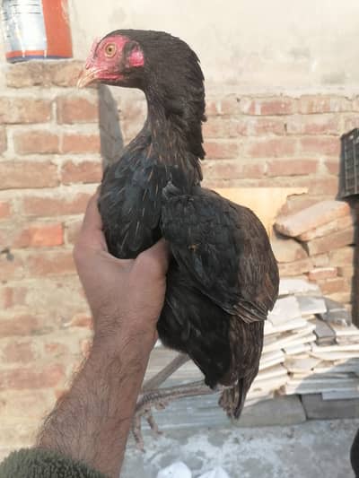 Mushki 2 pathia 4500 final dono ka