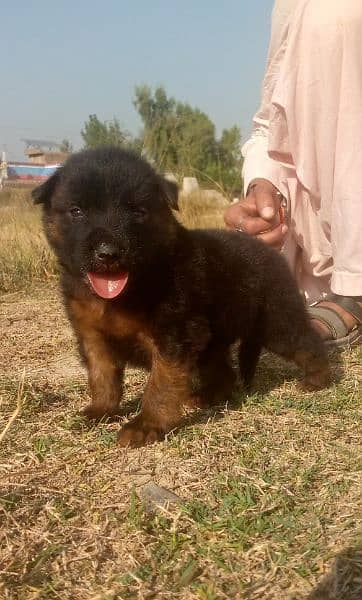 German shepherd long cout mail 2 mahnt for sale active and healthy