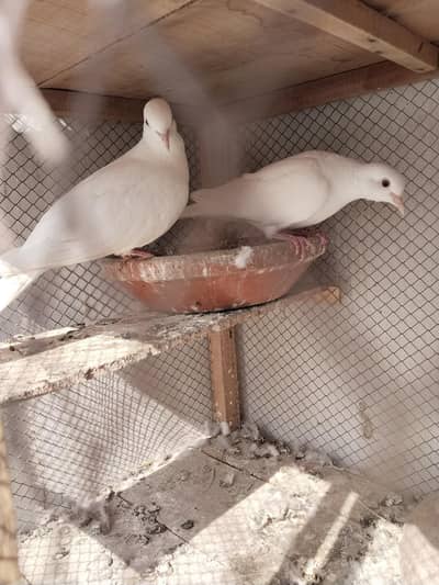 breader pair hy under size ka pair hy