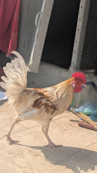 golden comet rooster croos/misri 03700595083