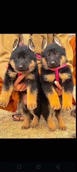 German shepherd long cout pair for sale active and healthy