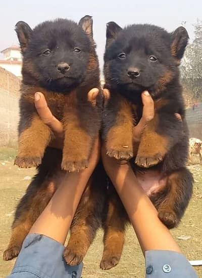 German shepherd long cout pair for sale active and healthy