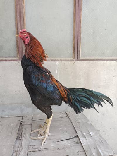 Panus Pakoya  age 10 months /burmi / Aseel / Thai / Pakoye / Shamoo