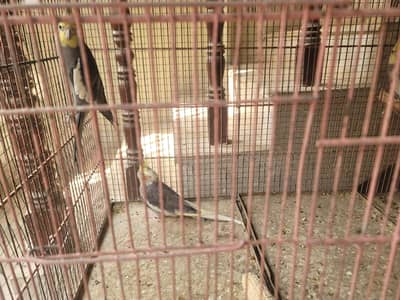 Budgies and Cocatail