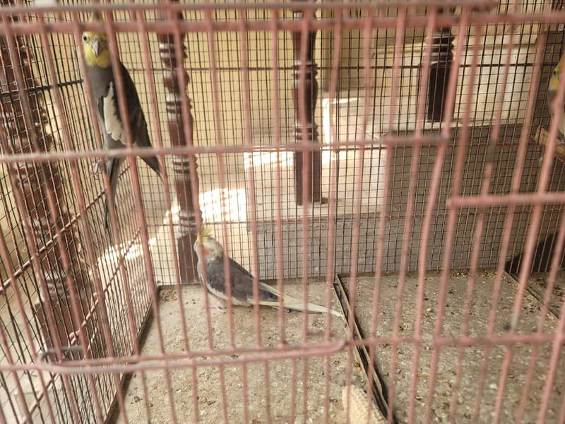 Budgies and Cocatail 0