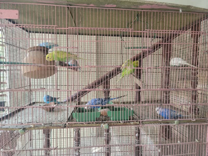 Budgies and Cocatail 1