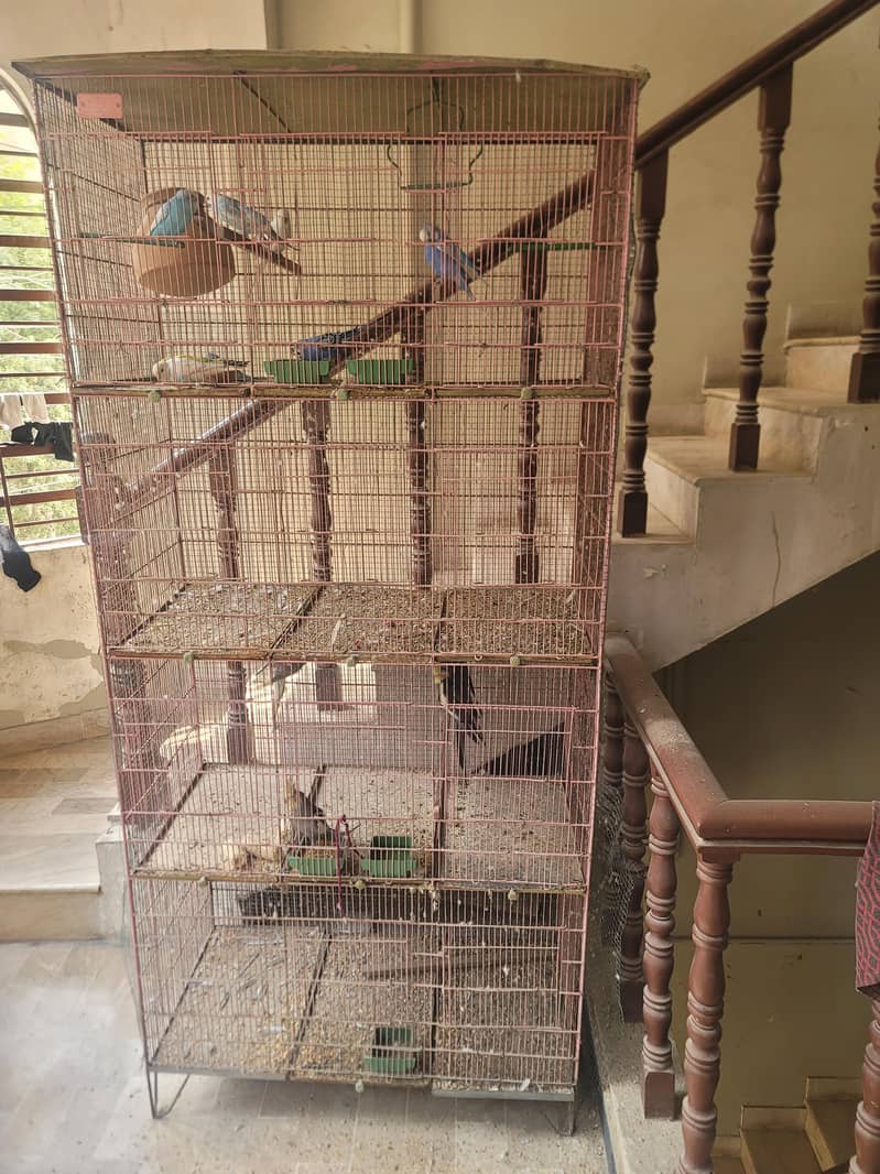 Budgies and Cocatail 2