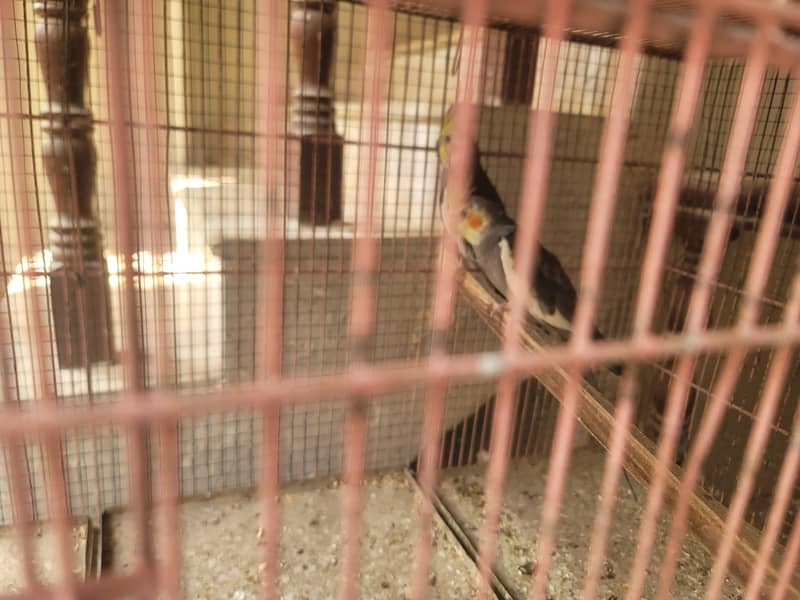 Budgies and Cocatail 3