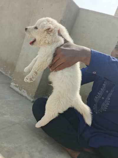 RUSSIAN DOG| BABY | BLACK NOSE| WHITE COLOR